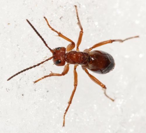 Réf. 96 745 : Biorhiza pallida