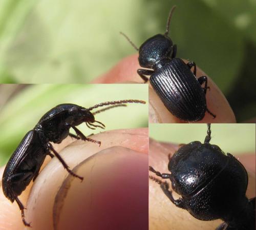 Dixus clypeatus