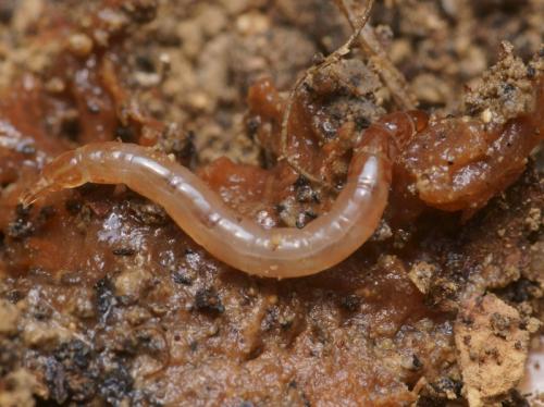 Réf. 96 146 : Sylvicola sp.