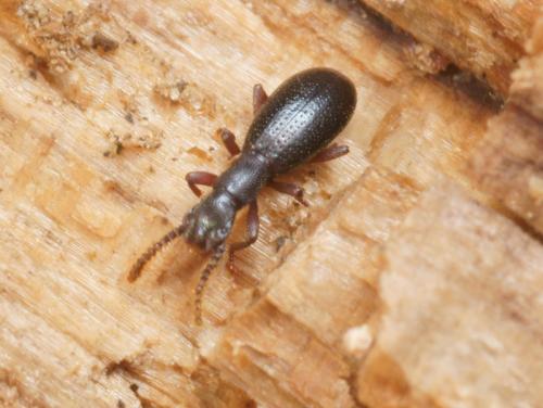 Réf. 96 367 : Dichillus minutus