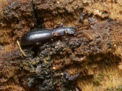 Réf. 96 369 : Dichillus minutus