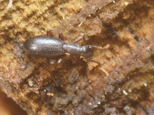 Réf. 96 370 : Dichillus minutus