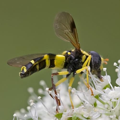 Philhelius pedissequus