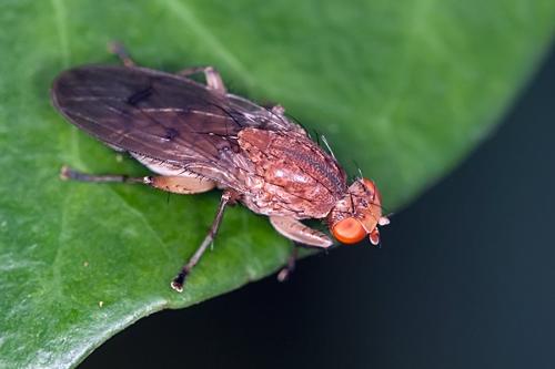 Réf. 96 449 : Suillia sp.