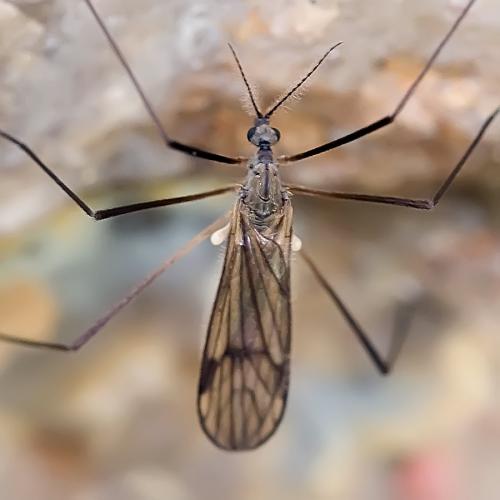 Réf. 96 535 : Ormosia sp.
