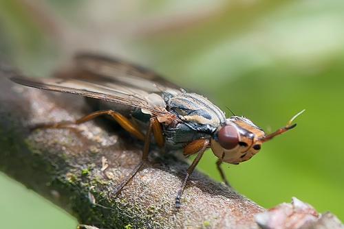 Dorycera sp.