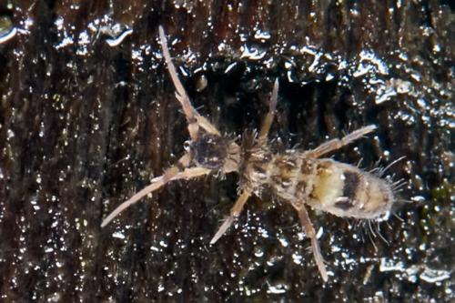 Réf. 96 226 : Orchesella cincta