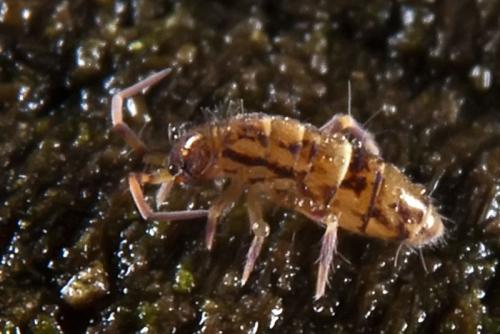 Orchesella cincta