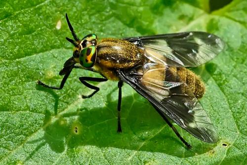 Réf. 96 853 : Chrysops caecutiens
