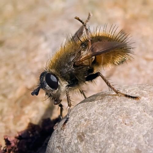 Réf. 96 854 : Tachina sp.