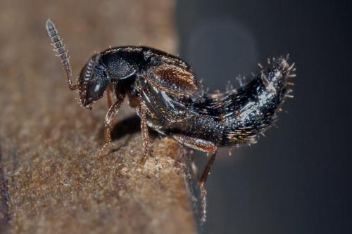 Réf. 96 754 : Aleocharinae inconnu