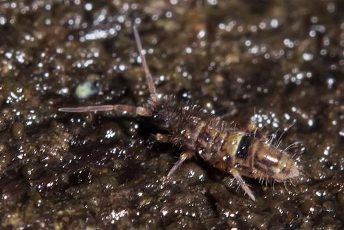 Orchesella cincta