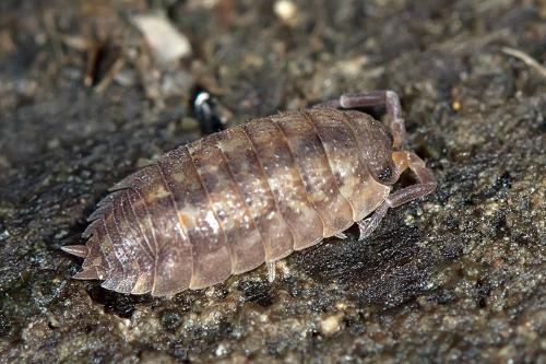 Porcellio scaber
