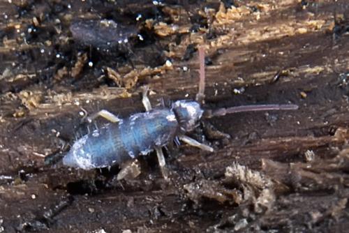 Tomocerus minor