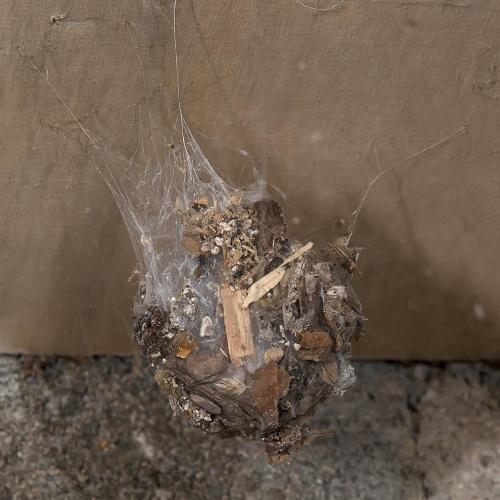 Tegenaria parietina