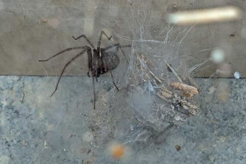 Réf. 96 076 : Tegenaria parietina