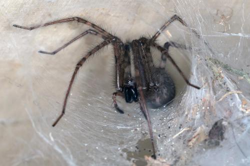 Tegenaria parietina