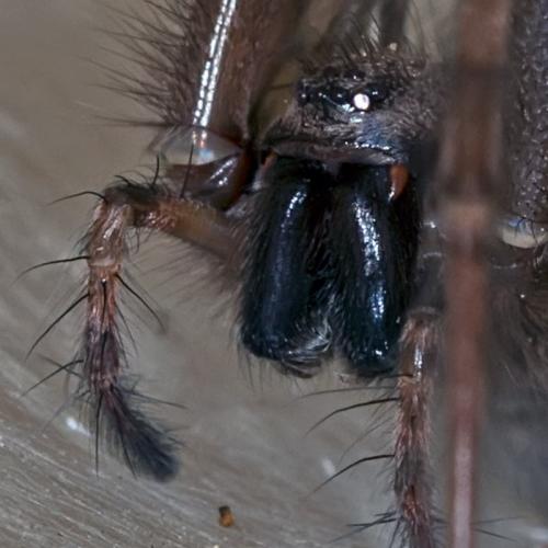 Tegenaria parietina