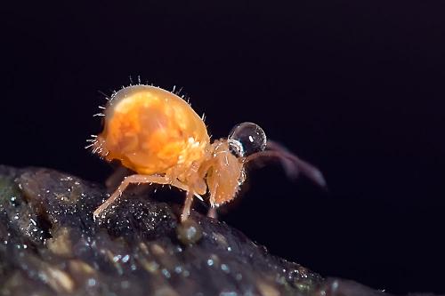 Dicyrtomina minuta