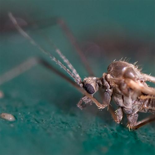 Trichocera sp.