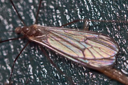 Trichocera sp.