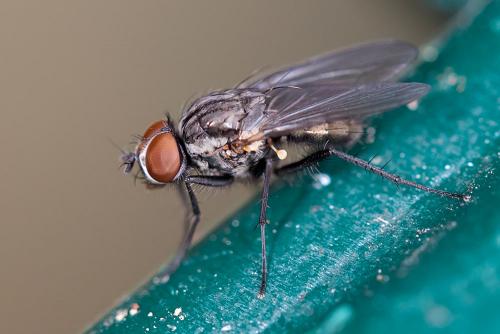Réf. 96 541 : Delia platura