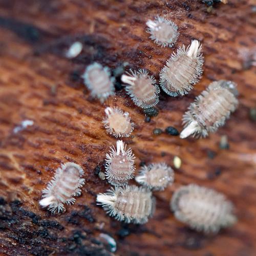 Réf. 96 360 : Polyxenus lagurus