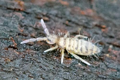 Réf. 96 394 : Entomobrya multifasciata