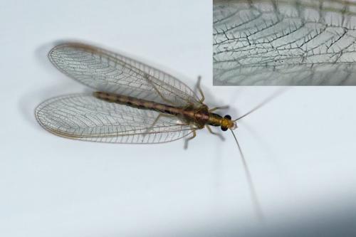 Chrysoperla carnea