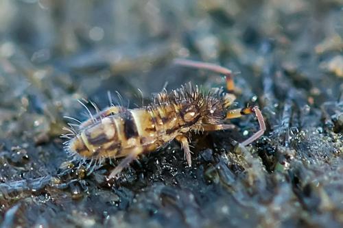 Orchesella cincta