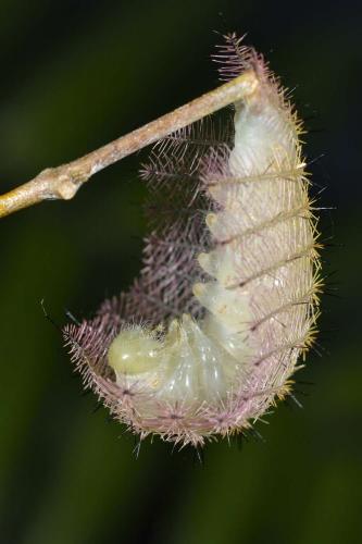 Aterica rabena