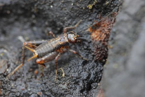 Réf. 96 138 : Nemobius sylvestris sylvestris