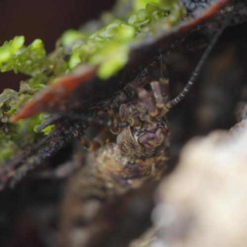 Lepismachilis sp.