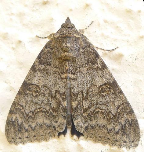 Réf. 96 309 : Catocala nupta