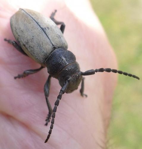 Iberodorcadion fuliginator