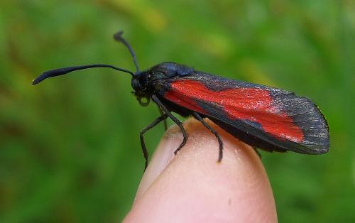 Zygaena trifolii