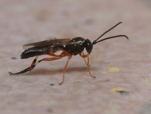 Diplazon laetatorius