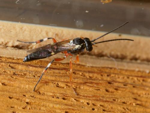 Diplazon laetatorius