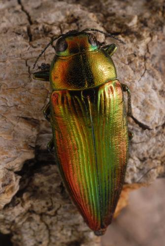 Réf. 96 641 : Eurythyrea micans