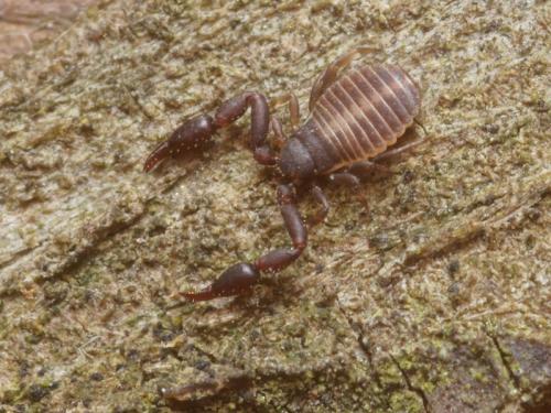 Réf. 96 258 : Dactylocheliferini inconnu