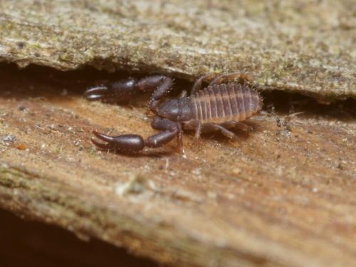 Réf. 96 335 : Dactylocheliferini inconnu