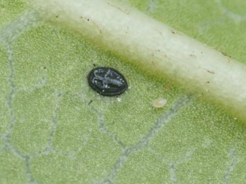 Réf. 96 259 : Aleuroclava aucubae