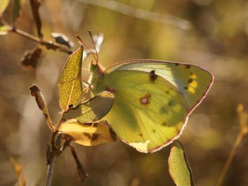 Colias sp.