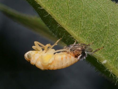 Issus coleoptratus
