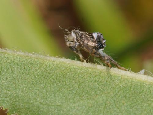 Issus coleoptratus