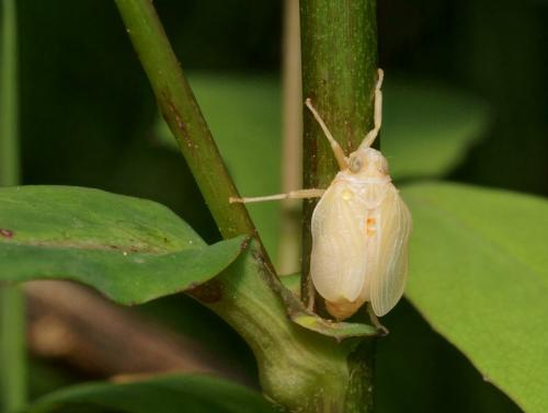 Issus coleoptratus