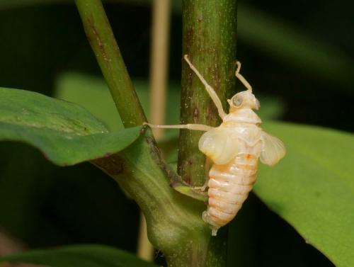 Issus coleoptratus