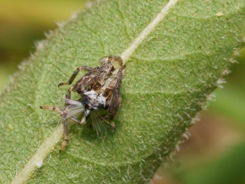 Issus coleoptratus