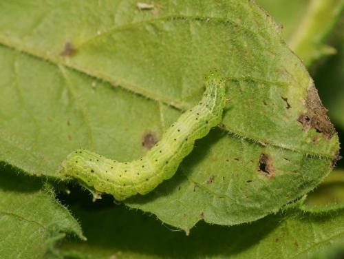Ctenoplusia accentifera