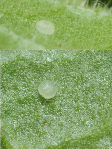 Ctenoplusia accentifera
